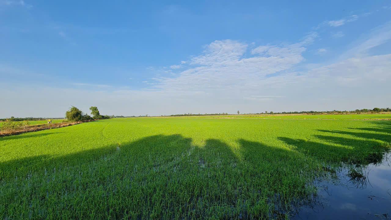 Rice field background