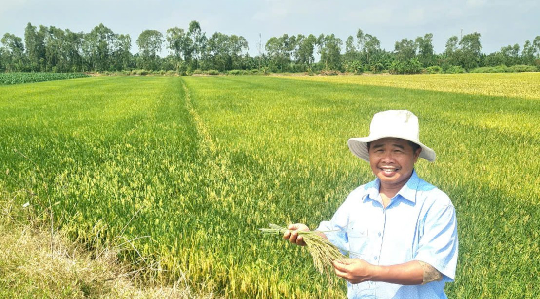 Rice field in Vietnam